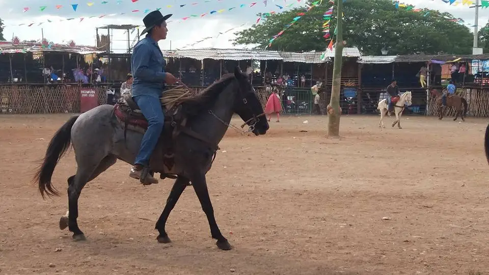 Horses Traditional Fair Homún